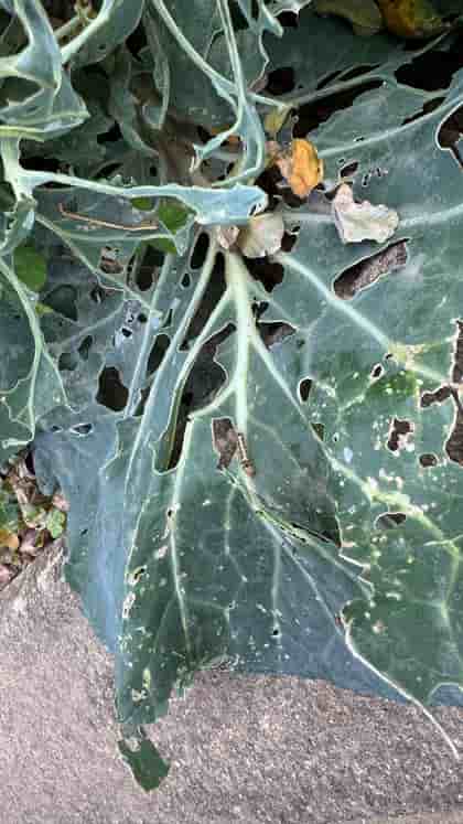 ムーシーを探せ